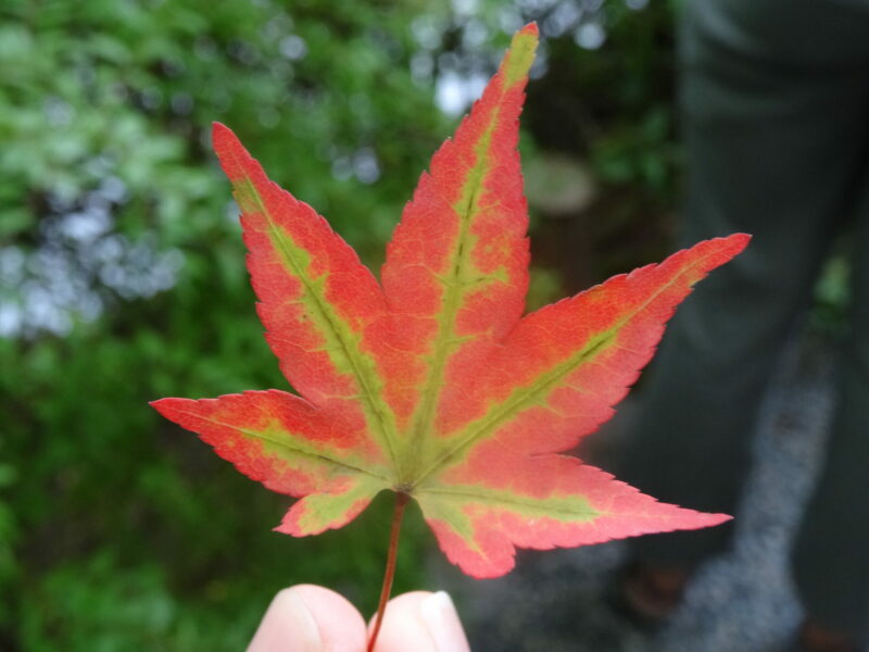 Feuille d'érable aux couleurs changeantes