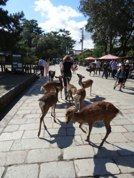 Céline et les daims de Nara - Japon - 6 octobre 2016