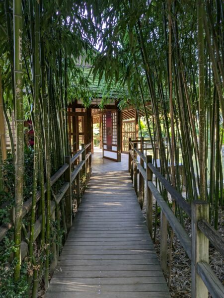 Allée de bambous vers le pavillon de thé Jardin Japonais de Toulouse