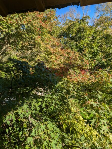 Erables aux feuilles changeantes au Jardin Japonais de Toulouse