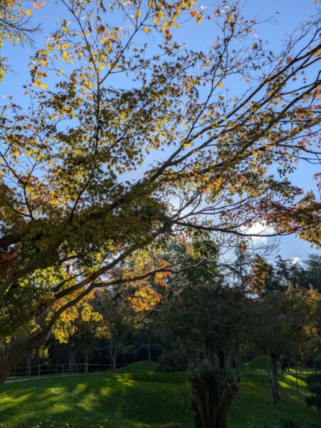 Erables sous le soleil Jardin Japonais de Toulouse