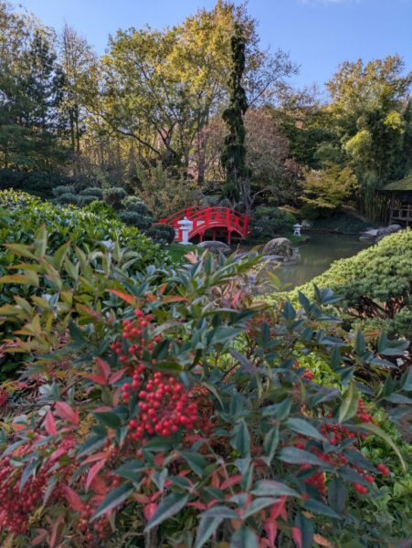 Jardin japonais de Toulouse petit pont en arrière plan de baies rouges