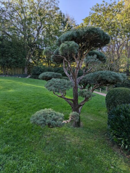 Pin taillé au Jardin Japonais de Toulouse